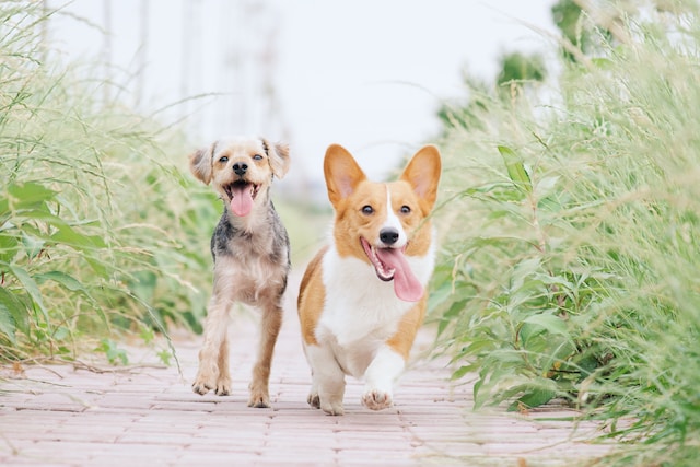 which dog breed quiz