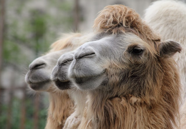how many camels am I worth